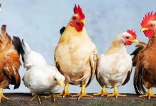 Cách điều trị bệnh IB trên gà đơn giản tại nhà