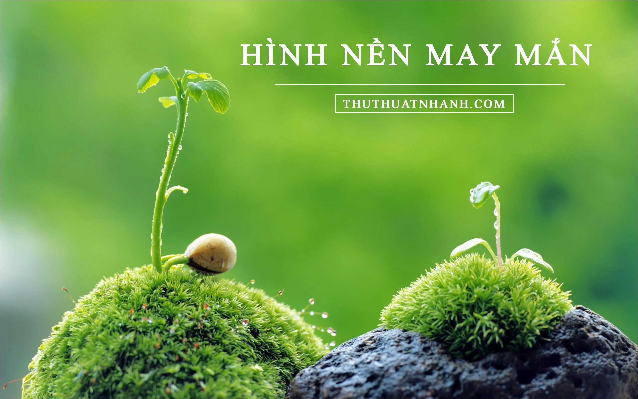 hình nền may mắn