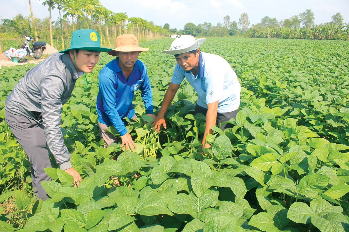 Đậu tương có nốt sần ở rễ nhưng vẫn cần bón phân đầy đủ.