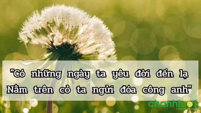 Stt hay về cuộc sống vui vẻ, nhẹ nhàng 