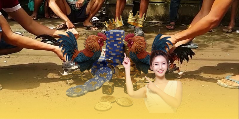 Những ưu điểm nổi bật tại đá gà trực tiếp