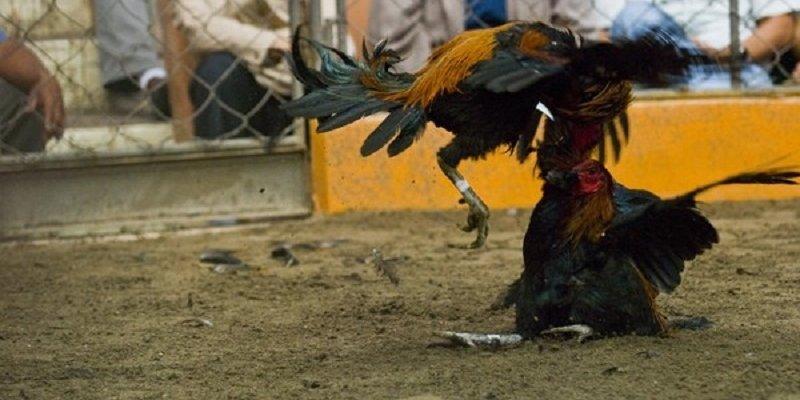 Làm nên lịch sử cùng những trận đá gà Kuwin