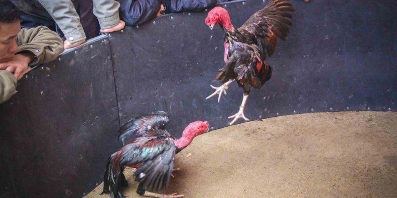 Luật chơi đá gà Kuwin là kim chỉ nam