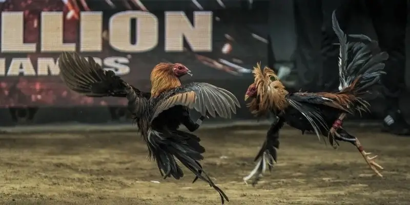 Đá gà cựa tròn kịch tính