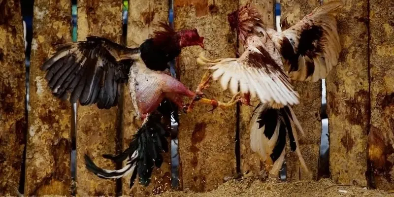 Cách tham gia cá cược đá gà Hay88 dễ dàng