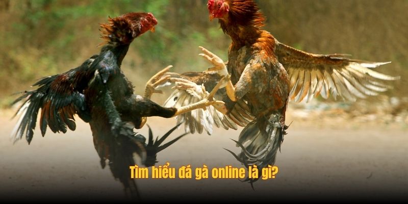 Tìm hiểu đá gà online là gì?