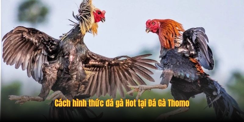 Cách hình thức đá gà Hot tại Đá Gà Thomo