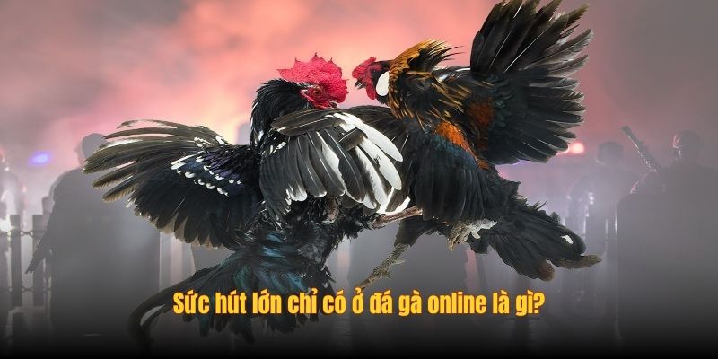 Sức hút lớn chỉ có ở đá gà online là gì?