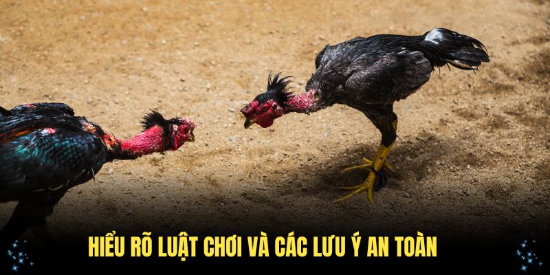 Đá gà cựa dao cần người chơi hiểu rõ luật chơi và các lưu ý an toàn