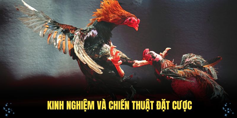 Đá gà cựa dao cần những kinh nghiệm và chiến thuật đặt cược hợp lý