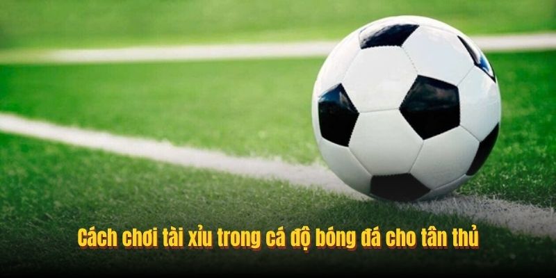 Cách chơi tài xỉu trong cá độ bóng đá cho tân thủ