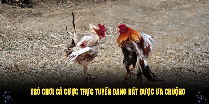 Đá gà cựa dao là trò chơi cá cược trực tuyến đang rất được ưa chuộng