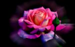 Avatar hoa hồng