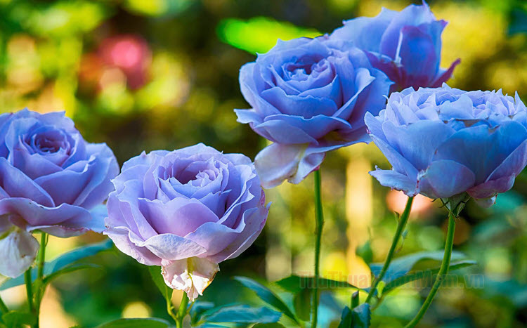 Vườn hoa hồng rộng lớn đang đợi bạn khám phá trong bức ảnh với cánh đồng hoa hồng lãng mạn và tươi tắn. Hãy chiêm ngưỡng và trải nghiệm cảm giác ngập tràn niềm vui khi đắm chìm trong với một không gian tràn đầy hoa quý phái và màu sắc.