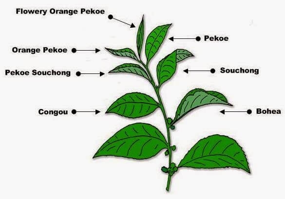 Orange pekoe là gì