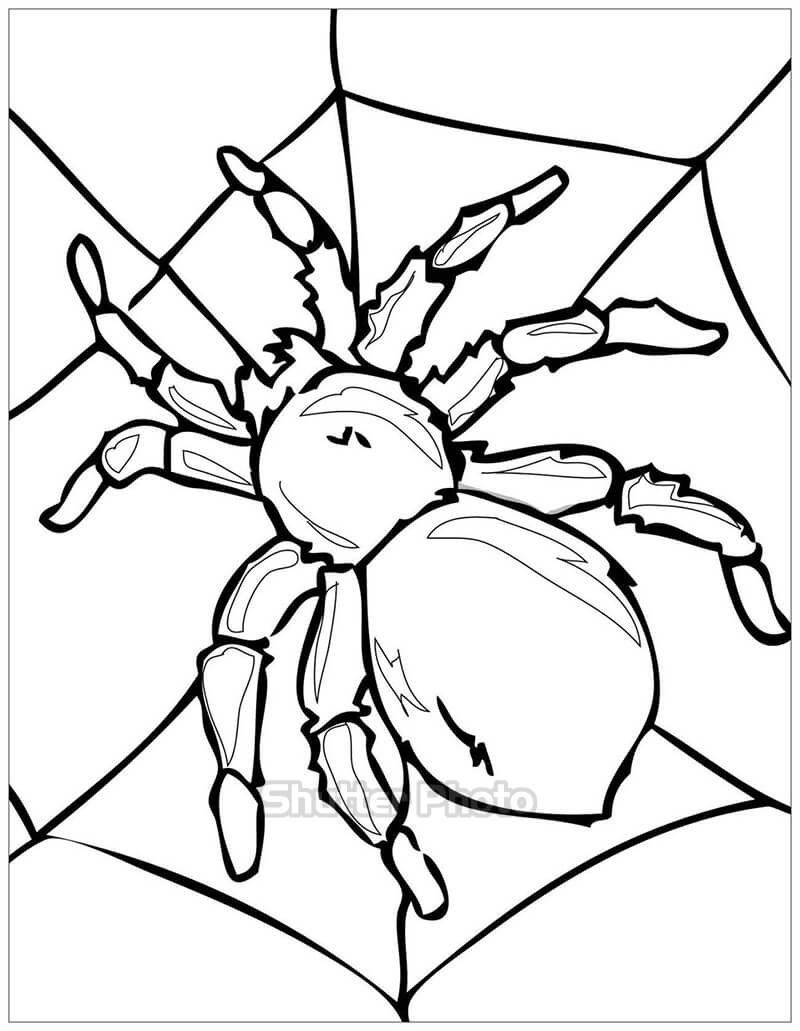 Tranh tô màu con nhện